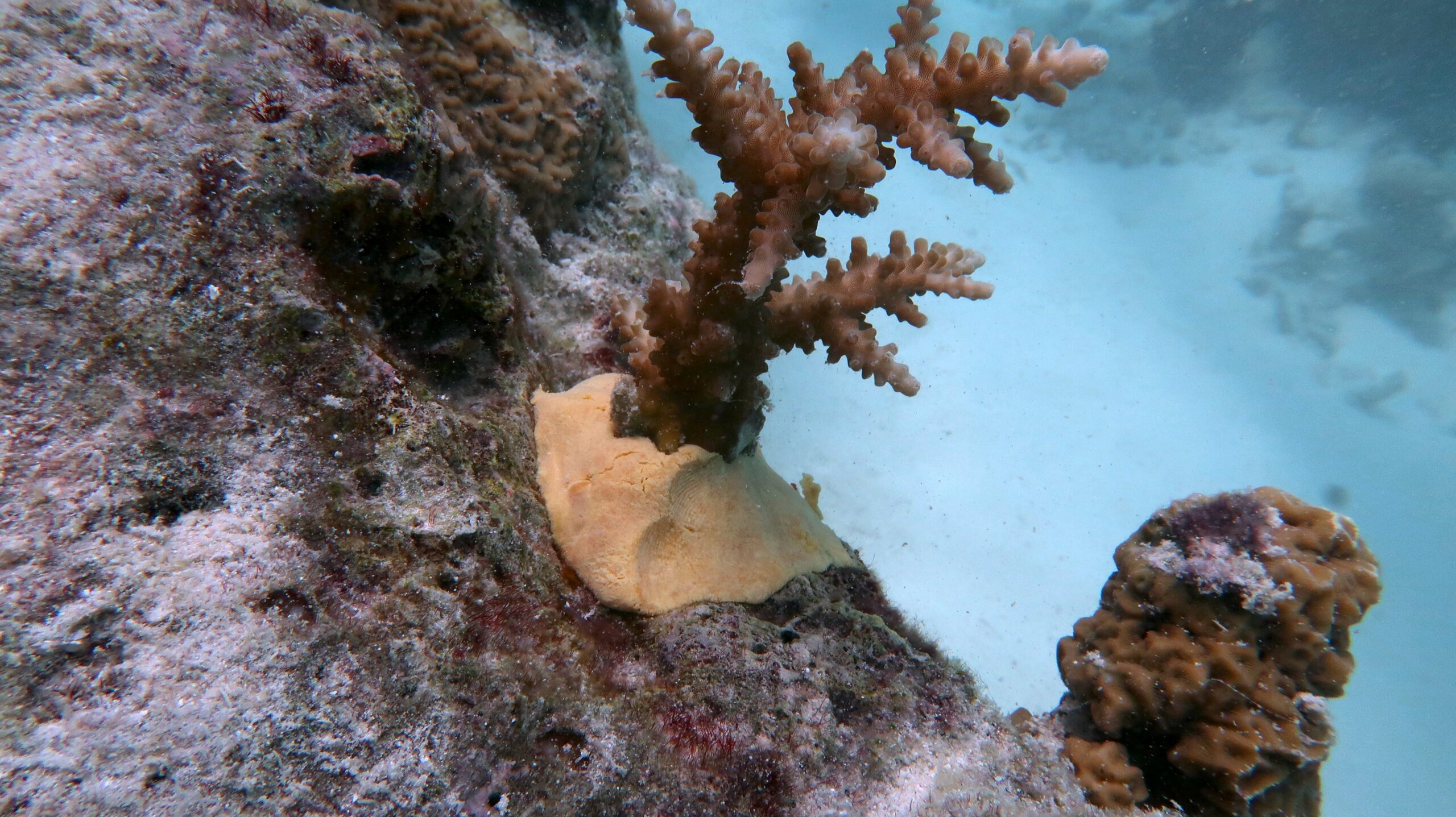 Nella foto si vede un corallo fissato alla barriera da uno stucco di colore chiaro