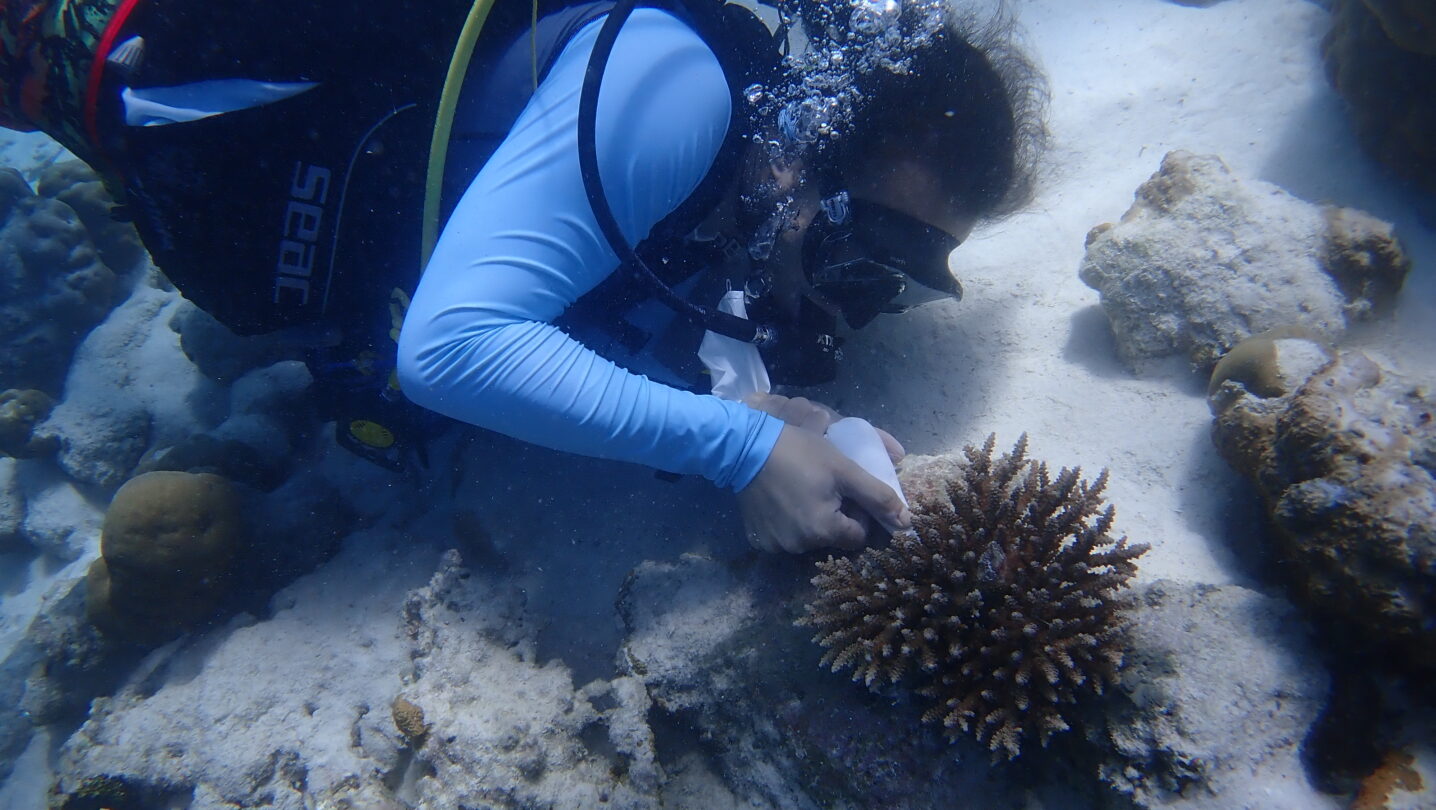 Nell’immagine si vede un uomo in mare, con l’equipaggiamento da sub, che posiziona lo stucco sui coralli