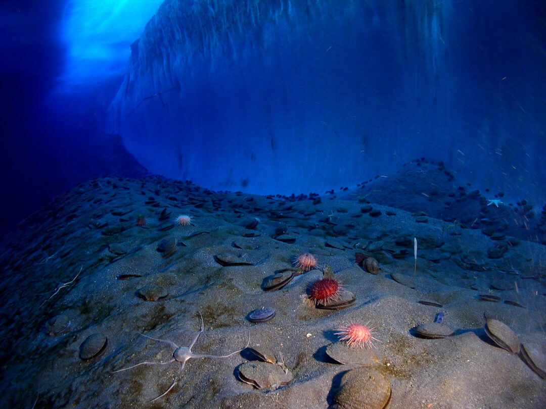 Foto subacquea nella quale si vedono una parete di giacchio e il fondo oceanico, popolato da vari organismi