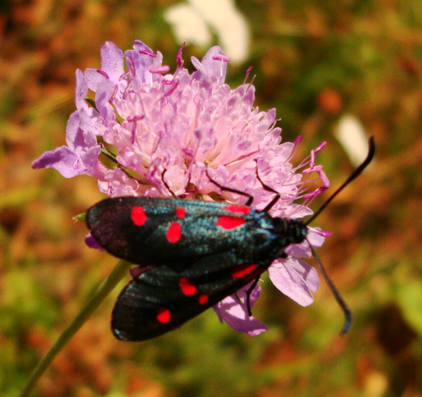 Farfalla maculata su un fiore