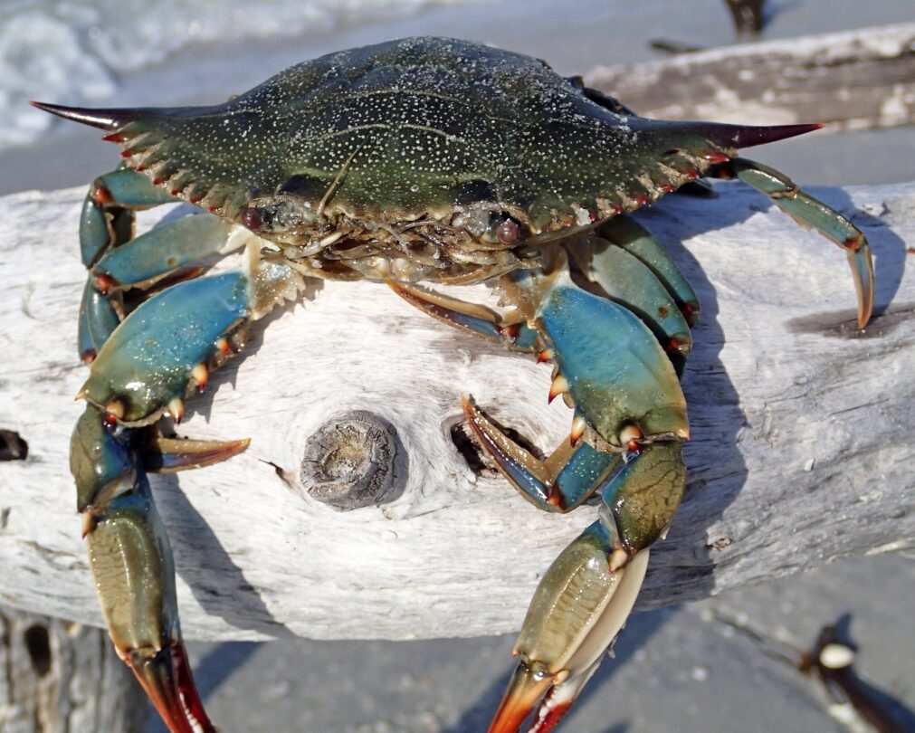 Un esemplare di granchio blu (Callinectes sapidus)