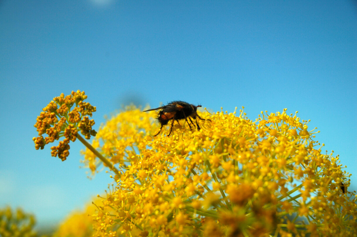 Un insetto impollinatore si nutre su un grande fiore giallo