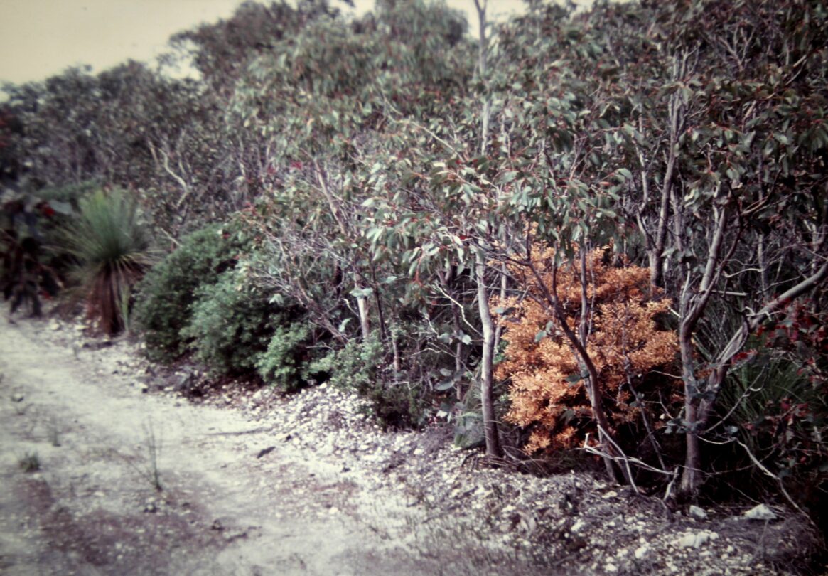 Una serie di cespugli e alberi disseccati, colpiti da Phytophthora cinnamomi