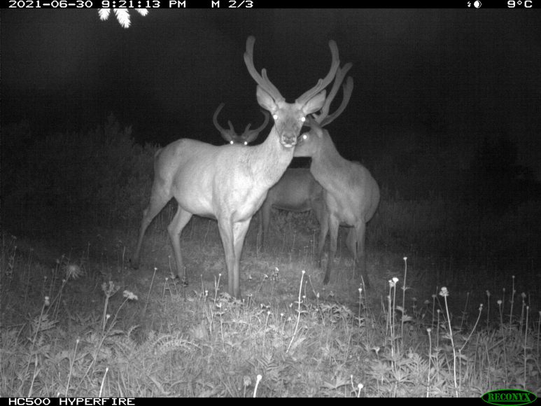 Immagine in bianco e nero presa da una fototrappola che immortala un gruppo di cervi di notte