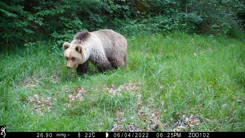 Scatto da fototrappola: un orso nel bosco