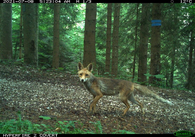 Scatto da fototrappola: una volpe nel bosco