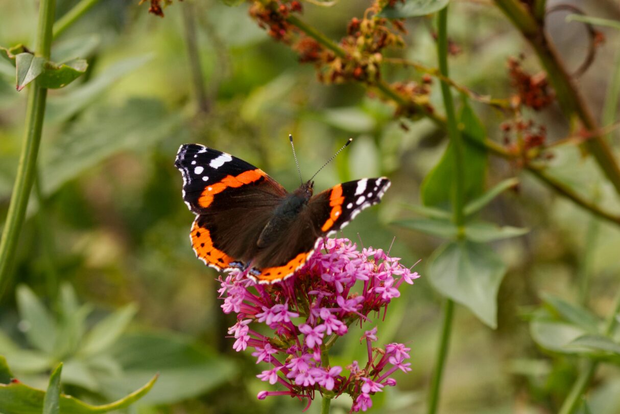 Una splendida farfalla colorata si posa su un fiore