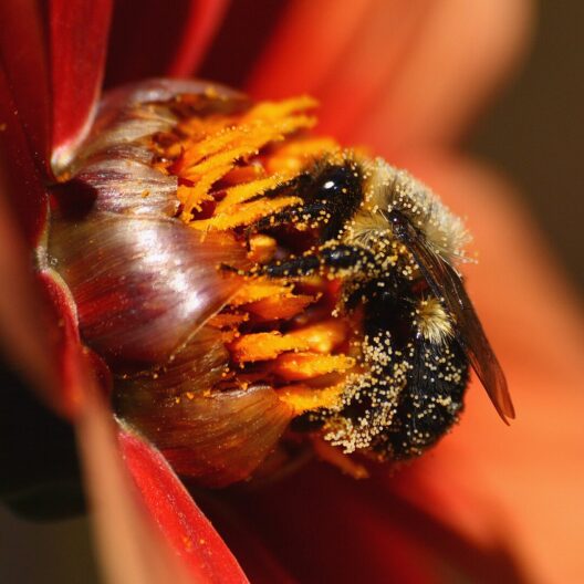 Macrofotografia di un’ape su un fiore, ricoperta di polline