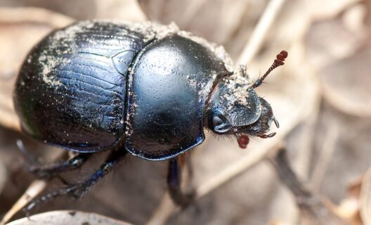 Il mondo si scalda: e gli scarabei stercorari?