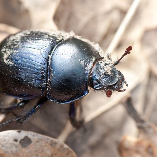 Un esemplare di Anoplotrupes stercorosus, una specie di scarabeo stercorario