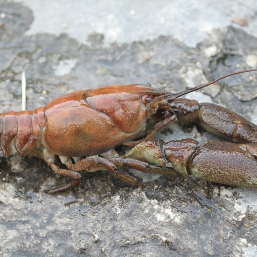 Su una roccia bagnata si vede un esemplare di gambero dai piedi bianchi