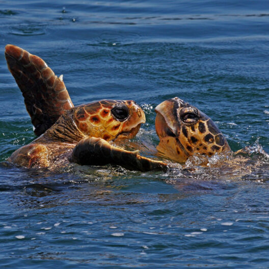 Due tartarughe Caretta Caretta affiorano dal mare