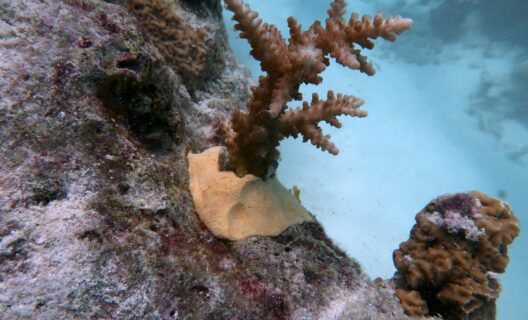 Stucco: nuove speranze per la barriera corallina