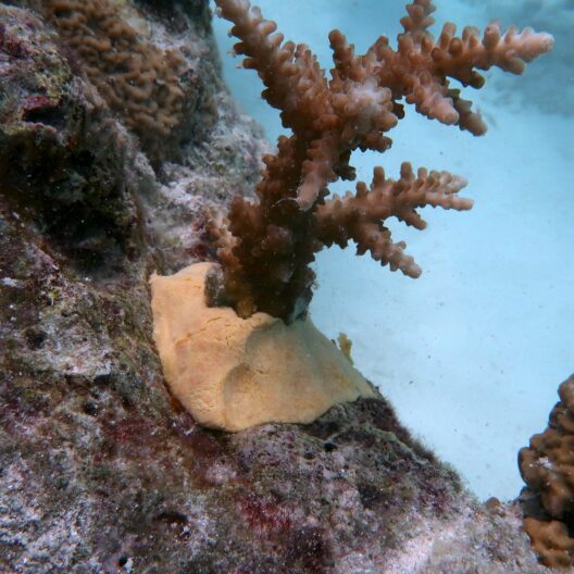 Nella foto si vede un corallo fissato alla barriera da uno stucco di colore chiaro