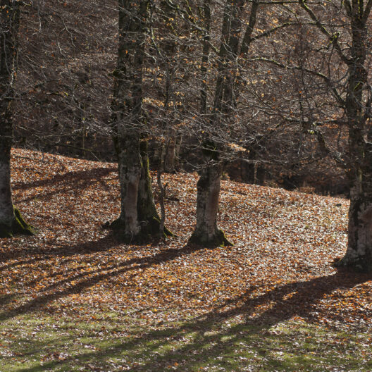 Una faggeta in autunno, in controluce