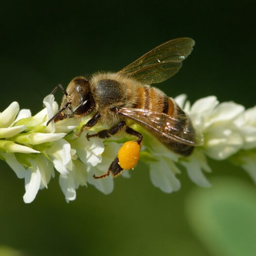 Nell’immagine si vede un’ape su un fiore bianco.