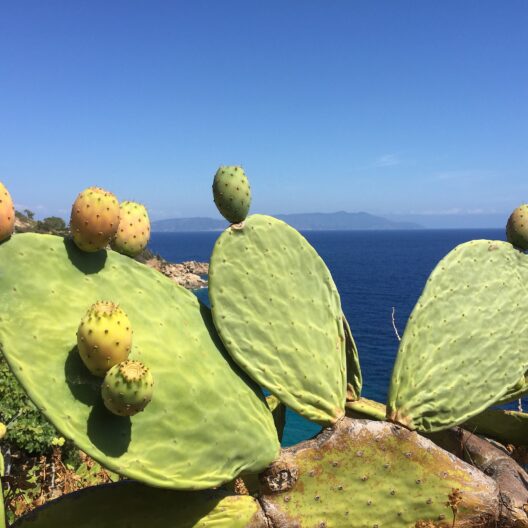 In primo piano, dei fichi d’india. Sullo sfondo, il mare e il cielo, entrambi azzurri.