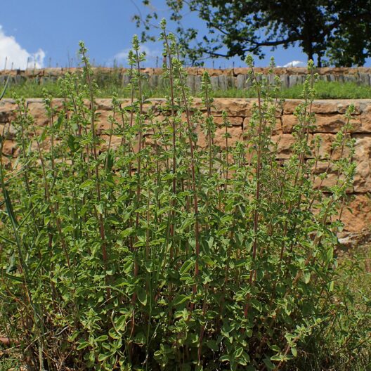 Un grande cespuglio di origano, sullo sfondo il tipico muro a secco degli orti