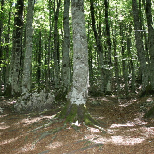 Immagine di un bosco di faggio