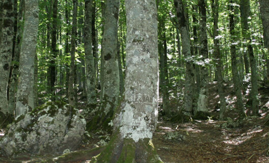 Soluzioni tra legname e sottobosco