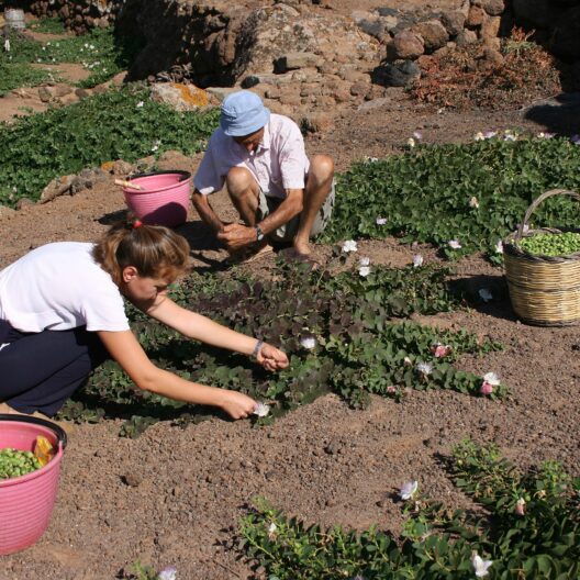 Raccoglitori di capperi a Pantelleria su un terreno arso che però ospita piante di cappero, due persone ne raccolgono i frutti