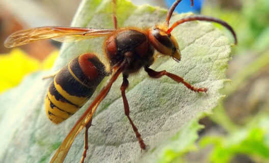 Invasori da tenere sott’occhio: i calabroni