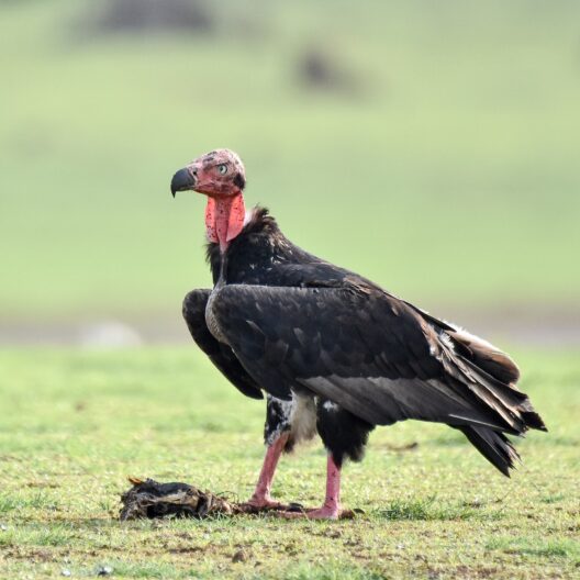 Un avvoltoio indiano che si ciba di una carcassa di animale