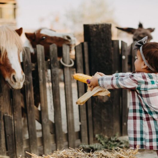 Nell’immagine si vede una bambina che porta una pannocchia a un cavallo