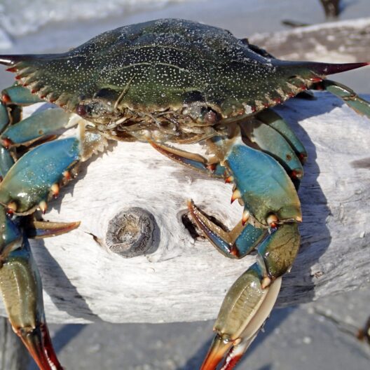 Un esemplare di granchio blu (Callinectes sapidus)