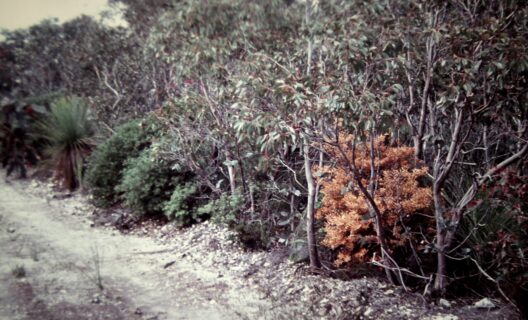 Telerilevamento: un aiuto per le foreste