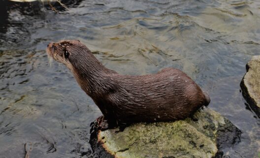 Monitorare le specie captandone le tracce