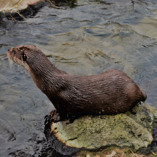 Poggiata su un sasso, in riva a un fiume, una lontra guarda con attenzione un punto lontano