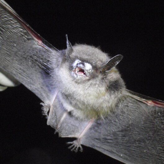 Nell’immagine si vede un pipistrello con il naso imbiancato a causa dell’omonima sindrome