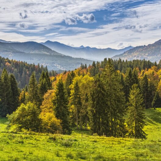 Un paesaggio montano con foresta di conifere all’inizio dell’autunno