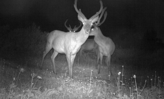 Immagine in bianco e nero presa da una fototrappola che immortala un gruppo di cervi di notte