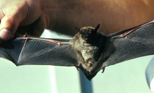 USA: meno pipistrelli, più mortalità infantile