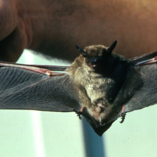 Nella foto si vede un esemplare di pipistrello tenuto per le ali da un ricercatore