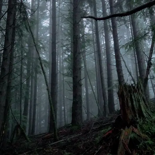 L’immagine mostra una suggestiva fotografia di un bosco di conifere al crepuscolo